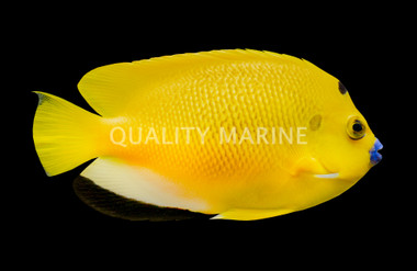 Flagfin Angelfish