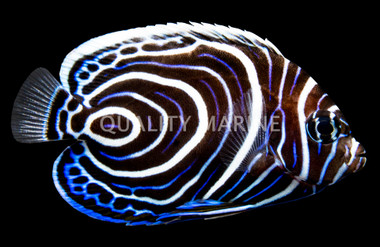 Emperor Angelfish, Juvenile