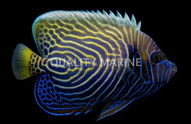 Emperor Angelfish, Sub-Adult