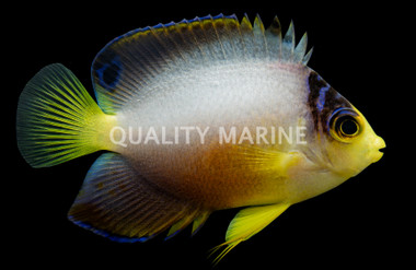Multicolor Angelfish