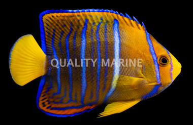 Passer Angelfish
