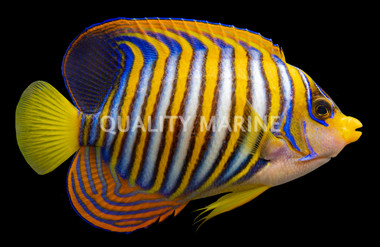 Regal Angelfish