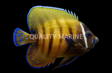 Sixbar Angelfish, Adult