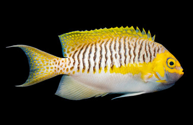 Masked Swallowtail Angelfish, Male