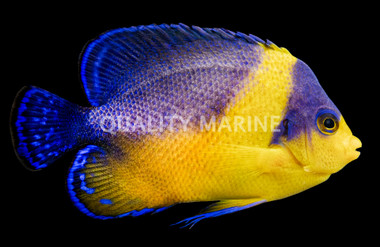 Purple Masked Angelfish