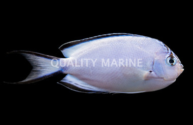 Watanabei Angelfish, Female
