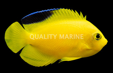 Woodheads Angelfish  