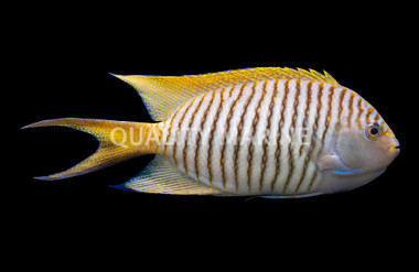 Zebra Lyretail Angelfish, Male