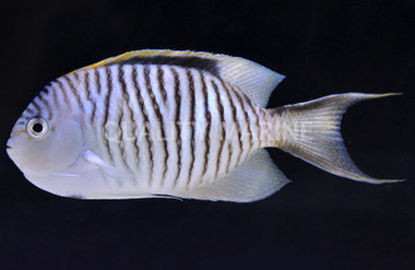 Zebra Lyretail Angelfish, Male :: 10114