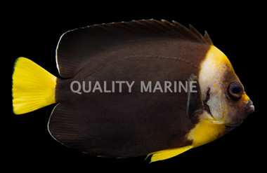False Personifer Angelfish, Juvenile