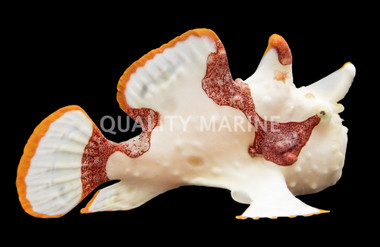 Wartskin Anglerfish