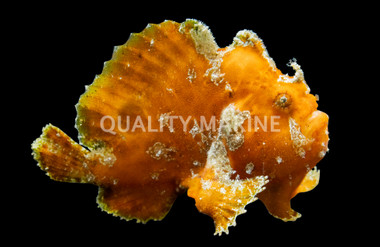 Red/Orange Wartskin Anglerfish