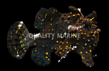 Black Commersoni Anglerfish