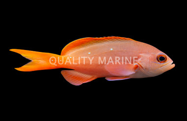 Pacific Creolefish