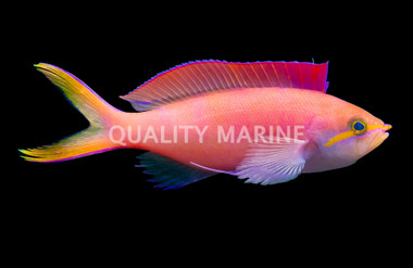 Dispar Anthias