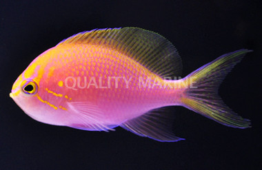 Fathead Sunburst Anthias :: 11007