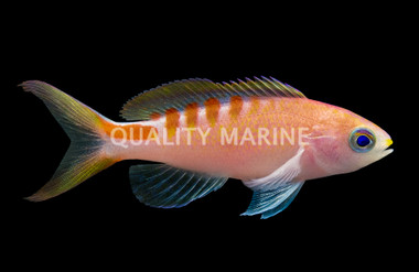 Lori's Anthias