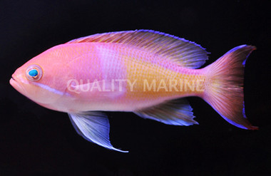 Red Belted Anthias, Male :: 11072