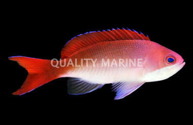 Red Bar Anthias