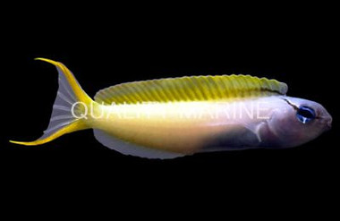 Forktail Blenny :: 12509