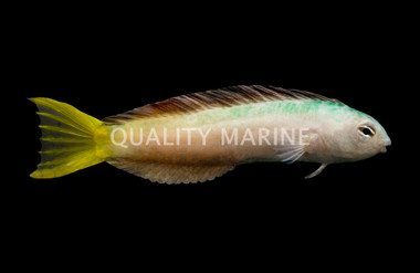 Harptail Blenny 