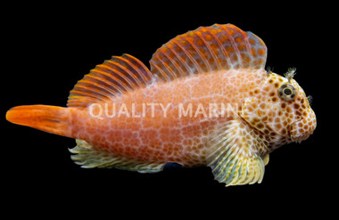 Red Leopard Sailfin Blenny