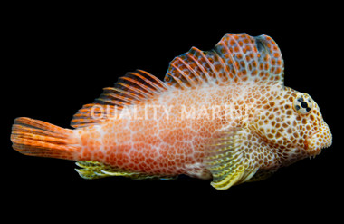Red Leopard Sailfin Blenny