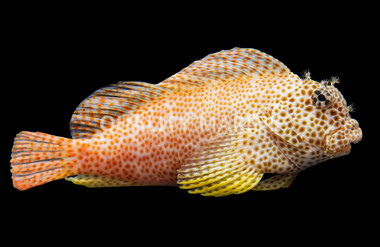 Red Leopard Sailfin Blenny