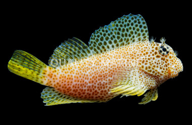 Red Leopard Sailfin Blenny