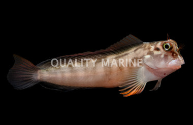 Atlantic Redlip Blenny