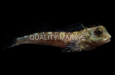 Molly Miller Blenny