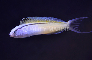Blacklined Fang Blenny :: 12568