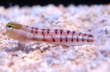 Tiger Combtooth Blenny :: 12573