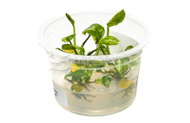 Anubias Variegated Green & White Cup AT :: 80702