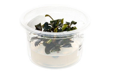 Bucephalandra 'Kapuas Brownie Ghost' Cup AT :: 80741