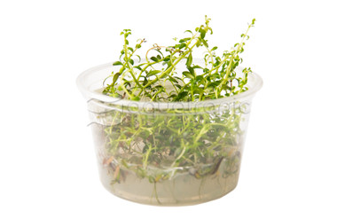 Ludwigia arcuata Cup AT :: 80744