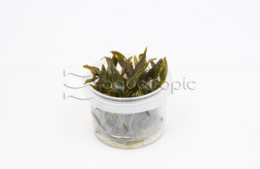 Cryptocoryne wendtii Red Cup AT :: 80749