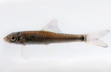 Gotyla Algae Eater :: 00003