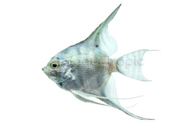 Cobalt Blue Zebra Angelfish :: 03004