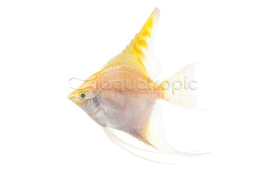 Gold Angelfish :: 03006