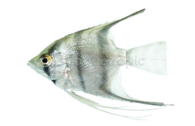Zebra Lace Angelfish :: 03009