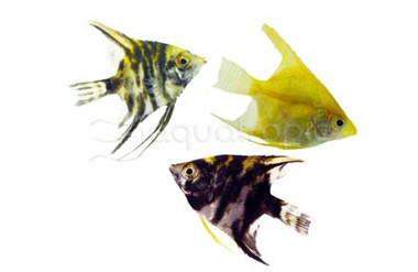 Mixed Angelfish :: 03014
