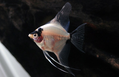 Panda Blushing Angelfish :: 03022