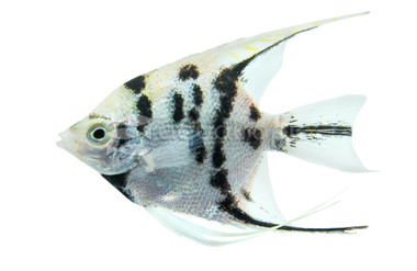 Panda Angelfish :: 03023