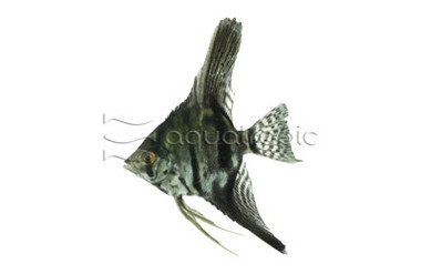'False Altum' Peruvian Black Angelfish :: 03055