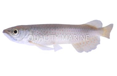 Red Spot Leichardti Arowana :: 06101