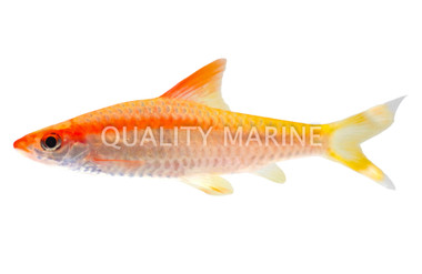 Denison Gold Roseline Barb :: 08004