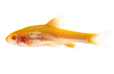 Cherry Albino Barb :: 08011