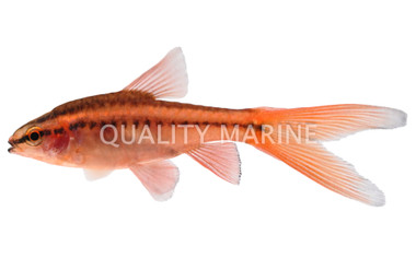 Cherry Veiltail Barb :: 08013