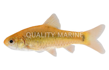 Gold Barb :: 08014